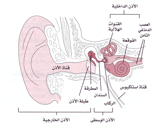 نقره لتكبير أو تصغير الصورة ونقرتين لعرض الصورة في صفحة مستقلة بحجمها الطبيعي