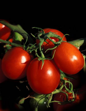البندورة ، الطماطم ،Tomato 6841